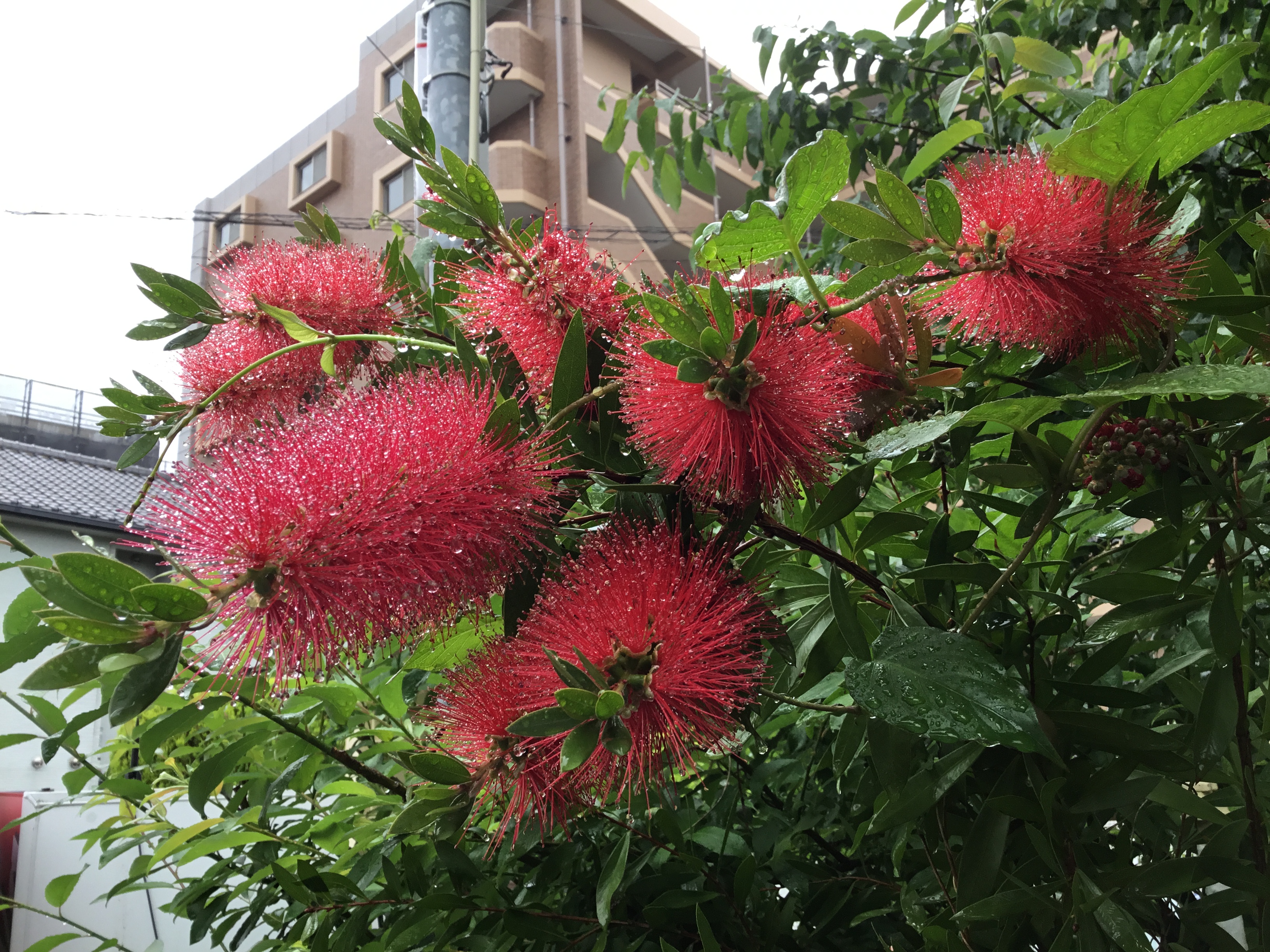 平成30年5月28日ブラシの木の花が咲きました ハルe テックスコントラクト 福岡市 電気工事 配線工事 平成30年5月28日ブラシの木の花が咲きました ハルe テックスコントラクト 福岡市 電気工事 配線工事