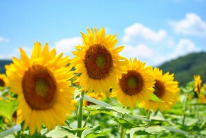 令和3年7月5日 心よりお見舞い申し上げます。